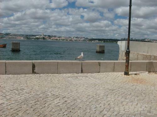 P�ssaro Do Fogo