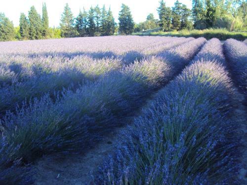 Bed & Breakfast La Douloire