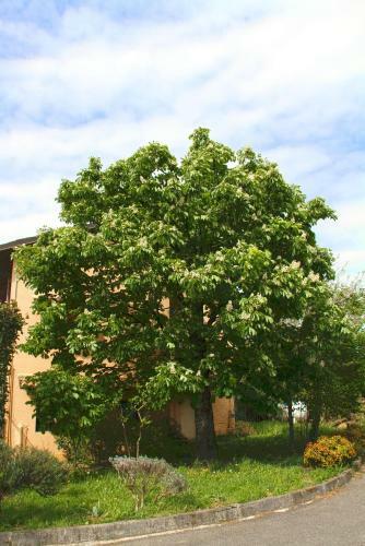 Bed & Breakfast Il Vigneto Affittacamere