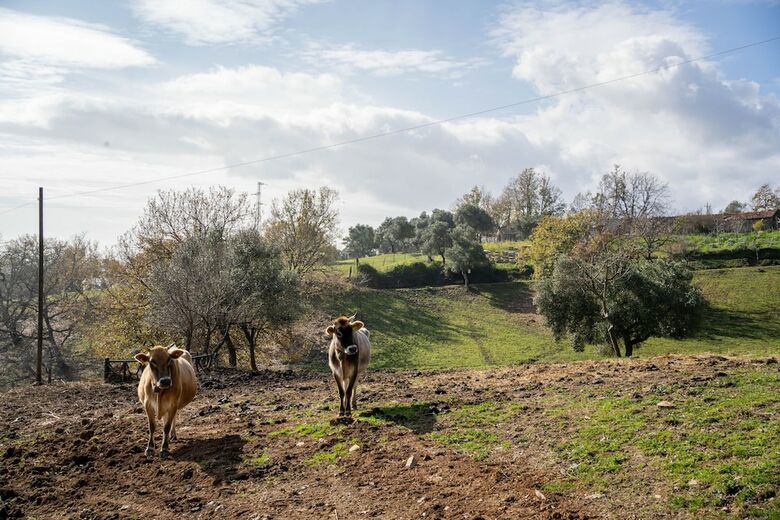 Hostal Agriturismo San Basilio