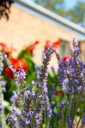 Bed & Breakfast Brayfield Cottage