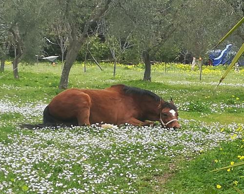 Bed & Breakfast Casa Masseria Le Ville