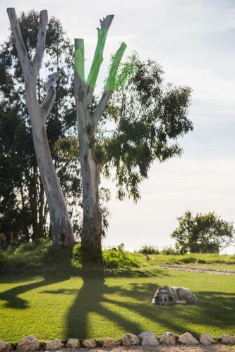 Bed & Breakfast Casas Da Lupa