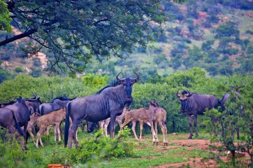 Kedar Country Lodge, Conference Centre & Spa