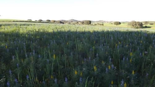 Casa Do Compadre - Casas De Taipa