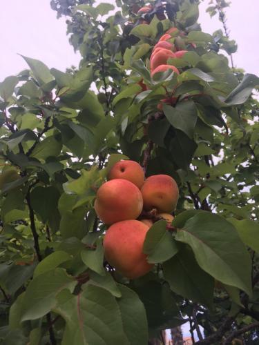 Hostal Agriturismo Ruralia