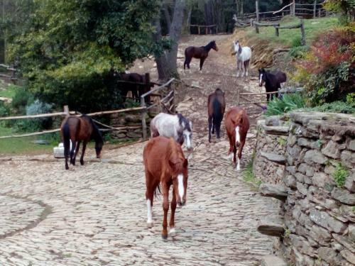 Hostal Centro Trekking A Cavallo Monte Brugiana