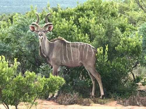 Lodge Olievenfontein Private Game Reserve