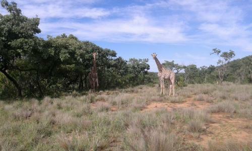 Lodge Olievenfontein Private Game Reserve