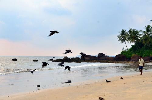 Ocean Green Kerala