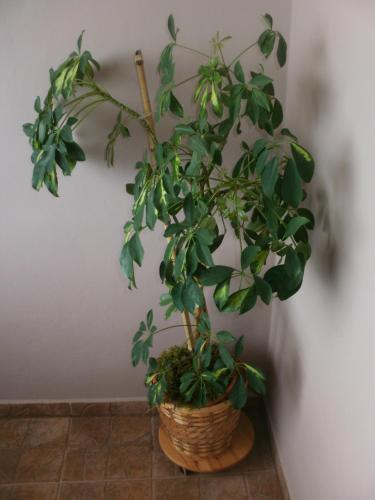 Apartamentos Corry 1
