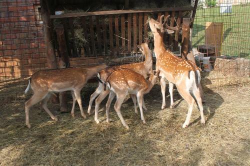 Agroturismo Eco-selo Grabovica