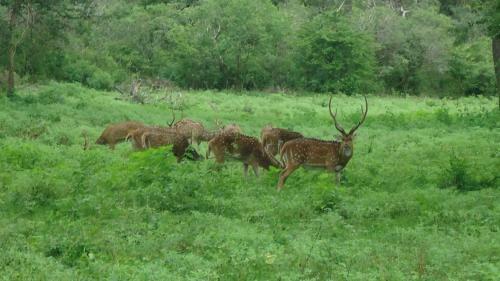 Heina Nature Resort, Kataragama, Sri Lanka