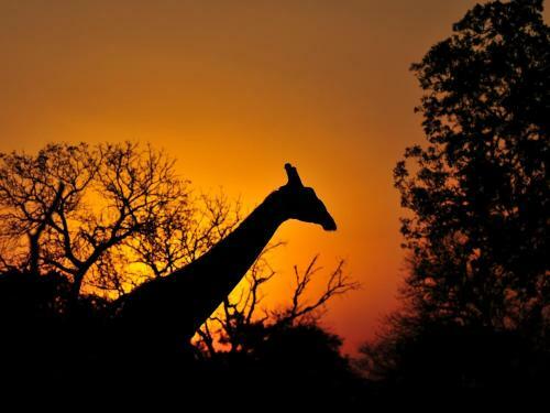 Inyati Game Lodge