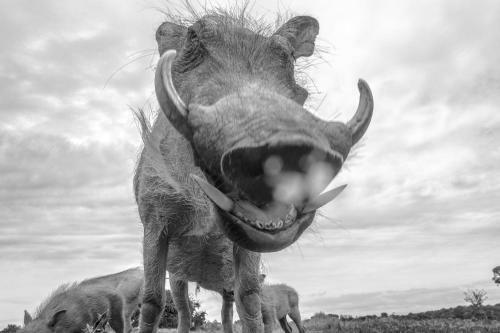 Pumba Private Game Reserve