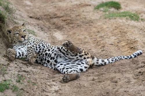 Pumba Private Game Reserve
