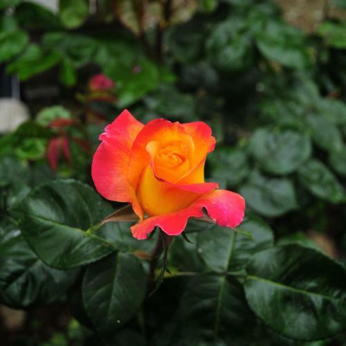 Hostal Le Rose