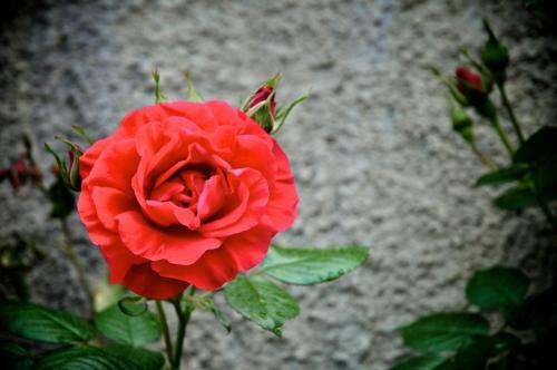 Hostal Le Rose