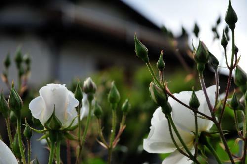 Hostal Le Rose