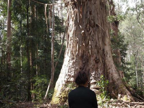 Hostal Pear Tree Cottage Bed And Breakfast