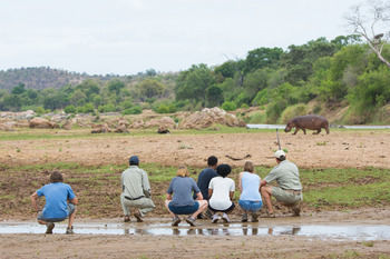 Sefapane Lodge And Safaris