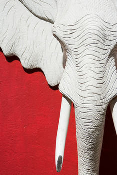 Sefapane Lodge And Safaris
