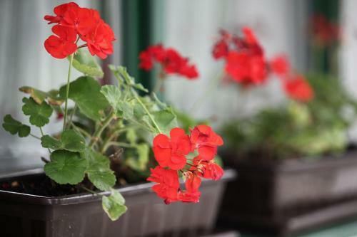 Bed & Breakfast Csillagt�ra Panzi�