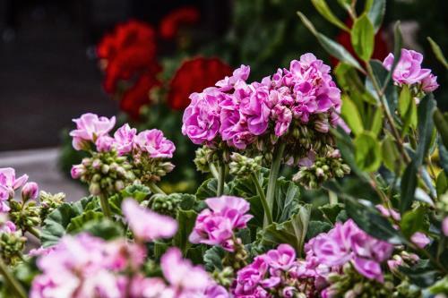 Bed & Breakfast Le Bianche