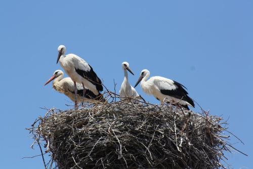 City Stork Hostel