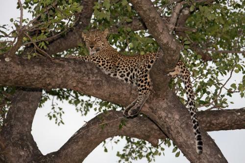 Rhino Ridge Safari Lodge
