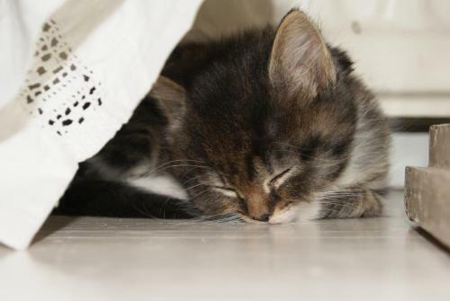 Bed & Breakfast Brinkin Wanha Pappila