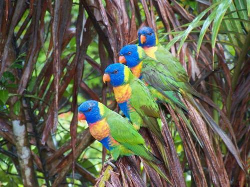 Lake Eacham Tourist Park & Cabins