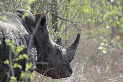 Hostal Rhino Walking Safaris