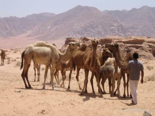 Bedouin Advisor Camp