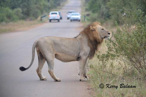 Phumula Kruger Lodge And Safaris