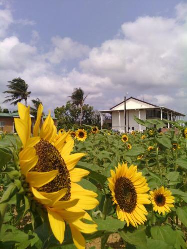 Bed & Breakfast Coconutpalm Home