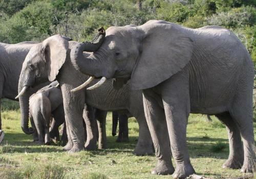 Lodge Lalibela Game Reserve Mark's Camp