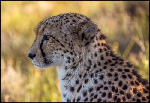 Lodge Lalibela Game Reserve Mark's Camp