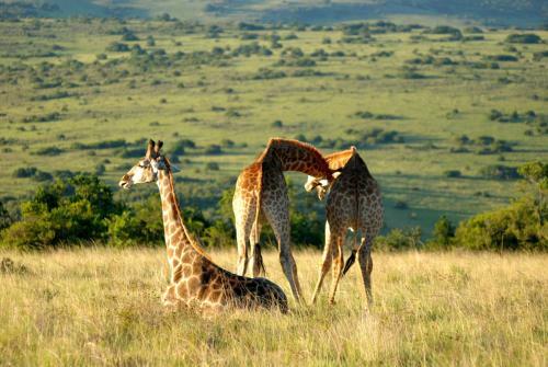 Lodge Lalibela Game Reserve Mark's Camp