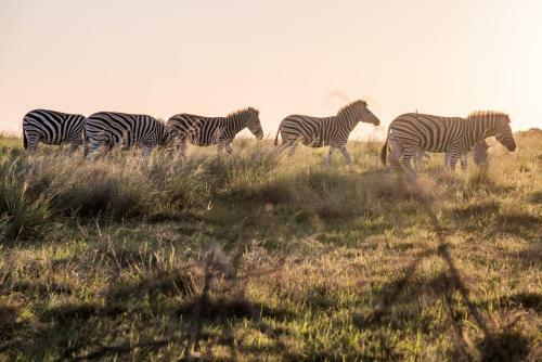 Lodge Lalibela Game Reserve Mark's Camp