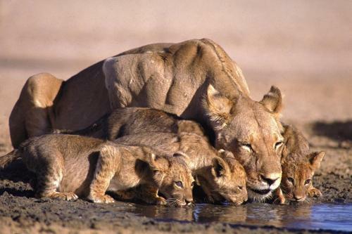 Lodge Lalibela Game Reserve Mark's Camp