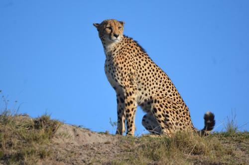 Lodge Lalibela Game Reserve Mark's Camp
