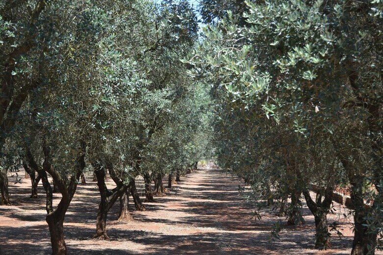 Bed & Breakfast Tenuta Santa Giovanna