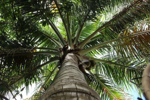 Under The Coconut Tree Hoi An Homestay