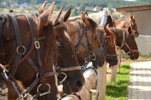 Hostal Q Ranch