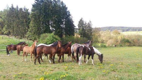 Hostal Q Ranch