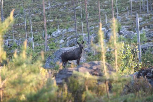 Lodge Tyngsj� Vildmark
