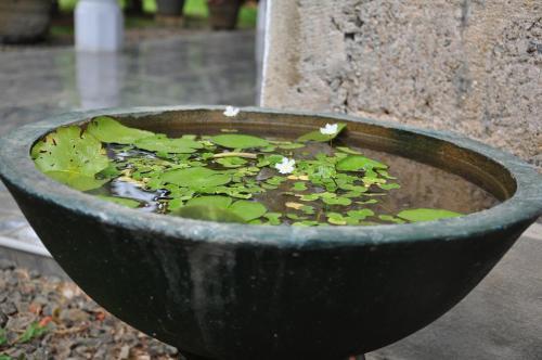Homestay Orchid