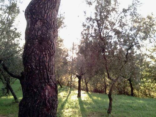 Hostal Azienda Agrituristica Il Moraiolo