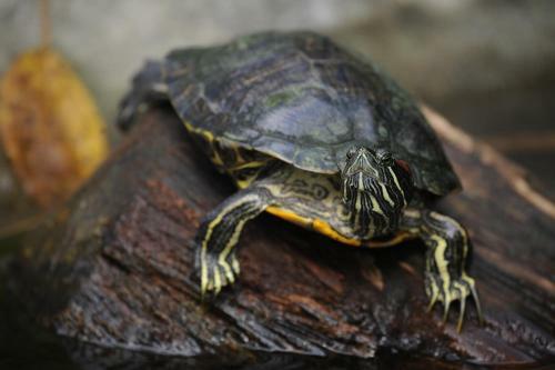 Omega Tours Eco-jungle Lodge